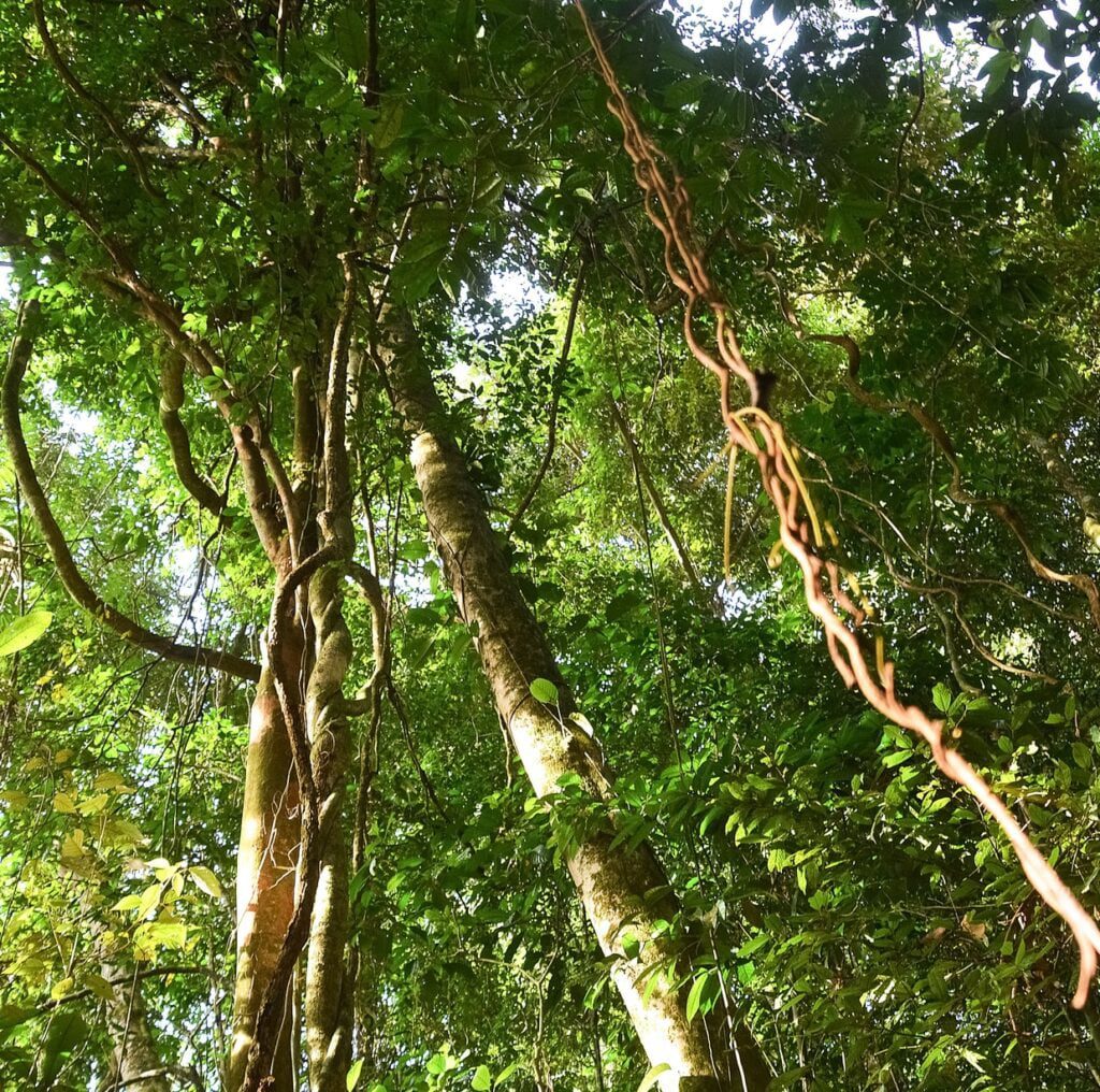 Tree of life