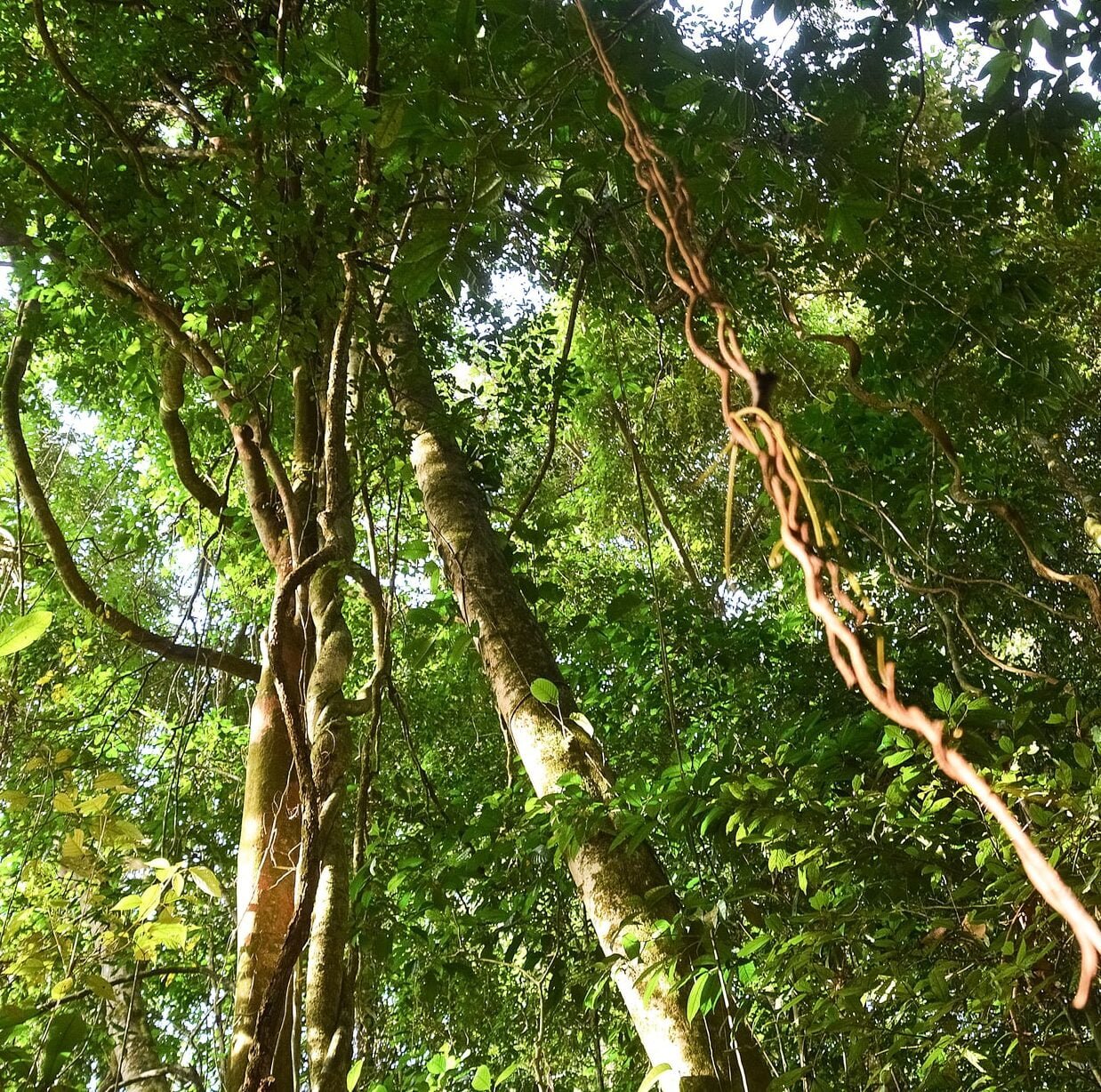 Tree of life