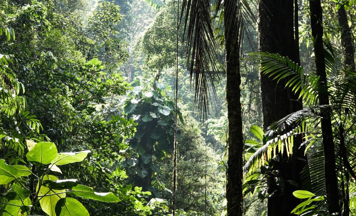 tropical forest role in climate change